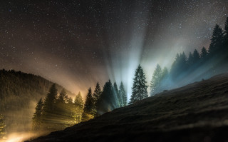 Night sky forest trees lights - free light wallpaper for desktop
