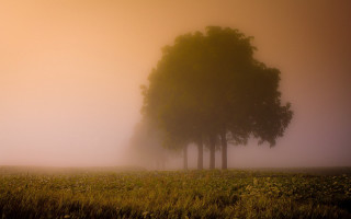 Foggy field three trees grass - a few flower free wallpaper