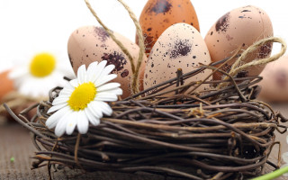 Nest egg daisy background flowers - egg free wallpaper for desktop