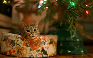 Christmas cat flower box lights - f1.4 free wallpaper