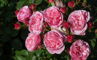 Pink roses blooming garden spring - ready free wallpaper