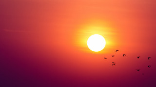 Birds sunset moon sky orange - sun free wallpaper for desktop
