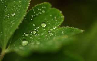 Green leaf water droplets macro 40 - a few other thing free wallpaper