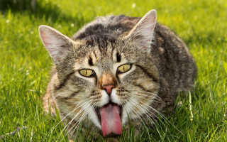 Cat tongue out in grass - tongue free wallpaper for desktop