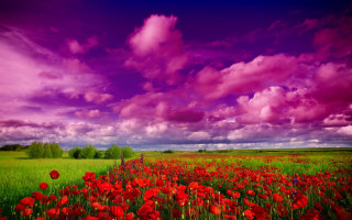 Red flower purple sky clouds 2 - colorful cloud free wallpaper