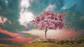 Tree rainbow sky reflection magical - surreal photography free wallpaper for desktop