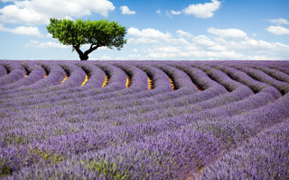 Lone tree lavender field blue 2 - under a blue sky free wallpaper