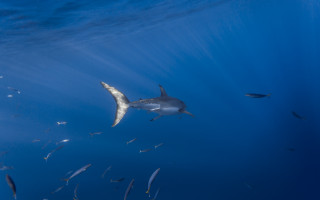 Ocean fish shark hologram bird - a large group of fish swimming in the ocean together free wallpaper