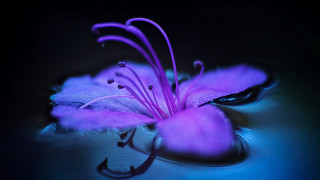 Purple flower macro glowing art - macro photography free wallpaper