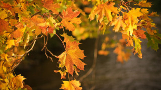Autumn tree leaves blurry background - leaf free wallpaper
