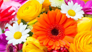 Colorful flower bouquet explosion fire - ammi phillips free wallpaper