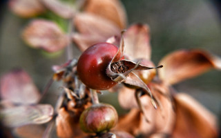 Tree berries closeup blurry background - berry free wallpaper for desktop