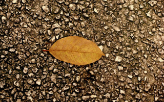Leaf rocks brown border photorealism - cheng shifa free wallpaper