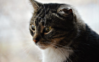 Cat sitting by window shallow - a window sill free wallpaper