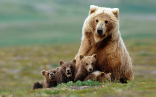 Bear cubs field mountains wildlife - free animals wallpaper