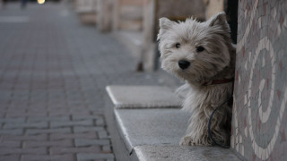 Small white dog sidewalk wall - a small white dog free wallpaper