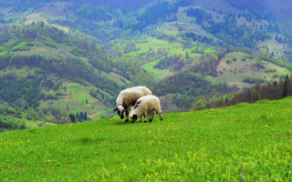 Sheep grazing green hills mountains - a lush green hillside free wallpaper