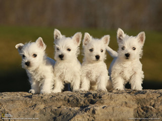 Three small white dogs sitting - looking free wallpaper