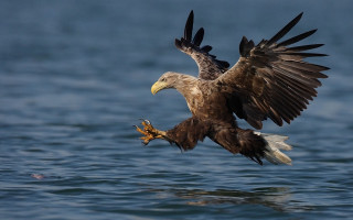 Large bird flying ocean fish - over the ocean free wallpaper