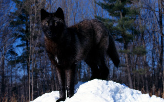 Black wolf snow woods trees - a black wolf free wallpaper