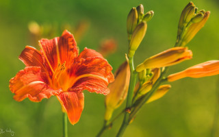 Flower macro blurry background green - a blurry background of grass free wallpaper for desktop
