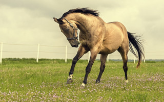 Horse field flower fence clouds - in the background free wallpaper for desktop