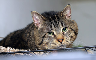 Cat sitting metal fence sad - felix octavius carr darley free wallpaper