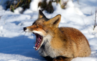 Fox yawning snow furry photorealistic - tooth wide open free wallpaper