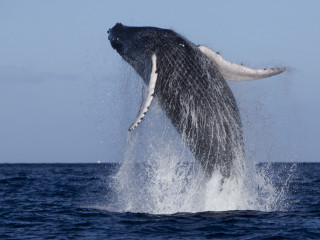 Whale jumping water mouth open - a whale free wallpaper