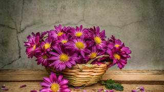Purple flower basket stilllife watercolor - a green leafy plant free wallpaper