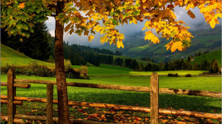 Fence tree greenfield mountains autumn - a green field in the background free wallpaper