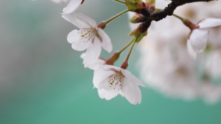 White flower branch macro blurry - white flower free wallpaper for desktop