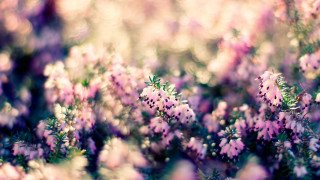 Flowers grass pink blurry macro - the grass together free wallpaper