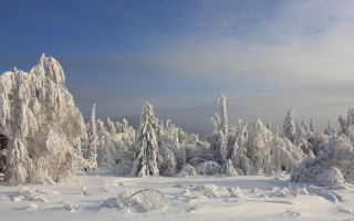 Snowy landscape trees skiing ecological - tree and a sky background free wallpaper