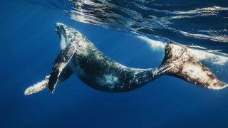 Whale swimming ocean tail up - its tail free wallpaper