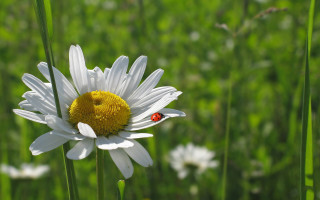 Ladybug whiteflower field bokeh macro - a lady bug free wallpaper for desktop