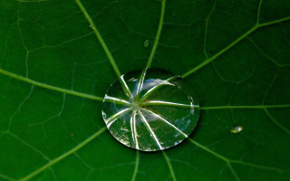 Water droplet green leaf sky - the leaf free wallpaper