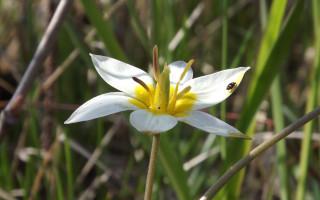 White flower bokeh macro nature 2 - a bee free wallpaper