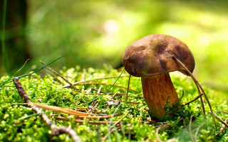 Mushroom moss forest photorealism macro - a mushroom free wallpaper