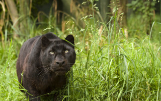 Black panther tall grass forest - a black panther free wallpaper