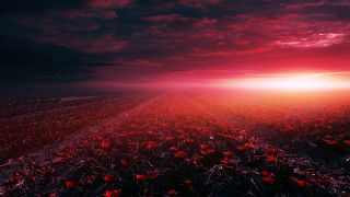 Red flowers cloudy sky sunset - under a cloudy sky free wallpaper