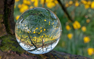 Tree yellow flowers glass ball - pincushion len free wallpaper