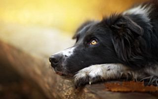 Black white dog wooden bench - a wooden bench free wallpaper