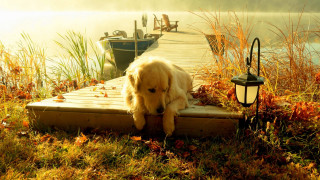 Dog dock water lantern automn - a boat in the background free wallpaper for desktop