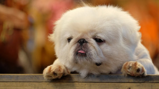 Small white dog pink tongue 2 - a small white dog free wallpaper