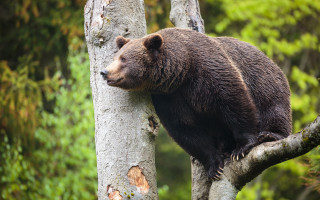 Bear woodland sitting forest outdoor - over the tree free wallpaper