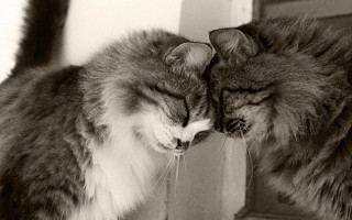 Cat kissing mirror close love - their face free wallpaper