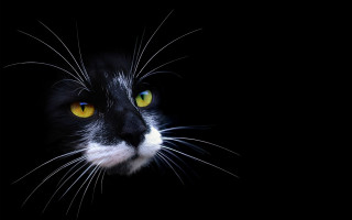 Black white cat yellow eyes 11 - symmetrical eye free wallpaper