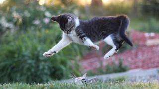 Cat jumping mouse garden surrealism - a mouse free wallpaper