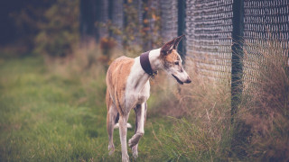 Dog fence grass black collar - a black collar free wallpaper